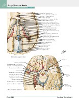 Frank H. Netter, MD - Atlas of Human Anatomy (6th ed ) 2014, page 163